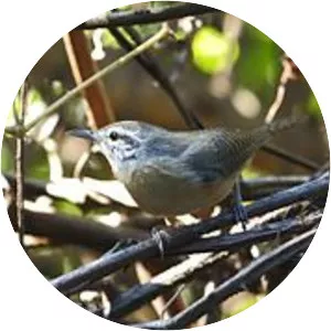 Fawn-breasted wren - 