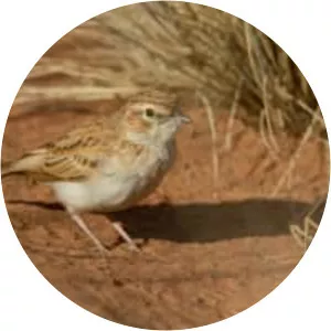 Fawn-coloured lark - Birds