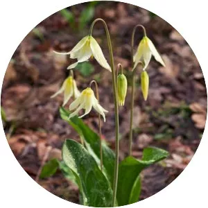 Fawn lilies