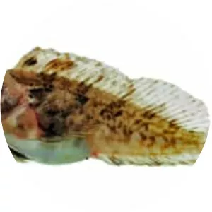 Feather blenny
