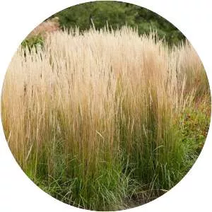 Feather reed grass - Plants