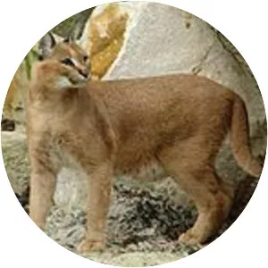 Felinae (Küçük kediler)