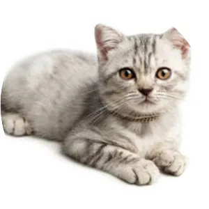 Feline immunodeficiency virus