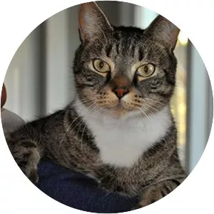 Feline leukemia virus - 