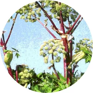 Female ginseng - Plants