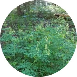 Fendler's meadow-rue - 