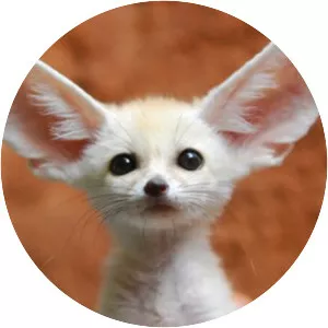 Fennec fox