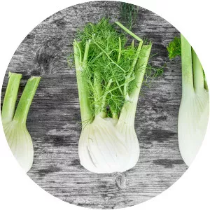 Fennel Bulbs - Plants