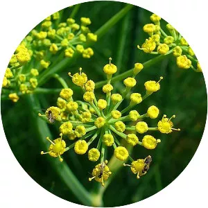 Fennels
