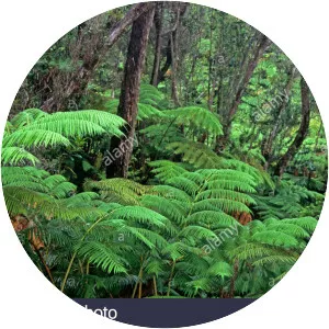 Fern Forest