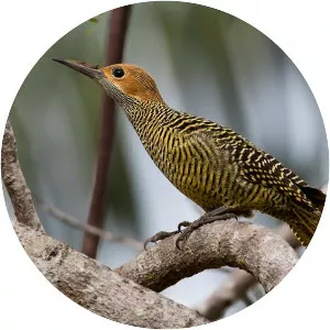 Fernandina's flicker - Bird