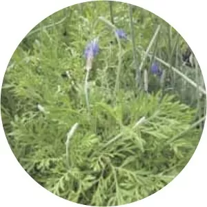 Fernleaf lavender - Plants