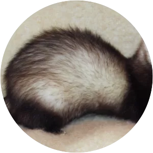 Ferret
