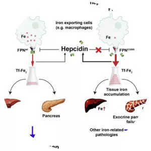 Ferroportin - Protein