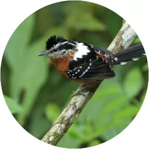 Ferruginous antbird - Bird