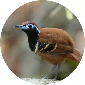 Ferruginous-backed antbird - Bird