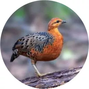 Ferruginous partridge