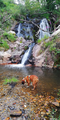 Ferveza da Lavandeira