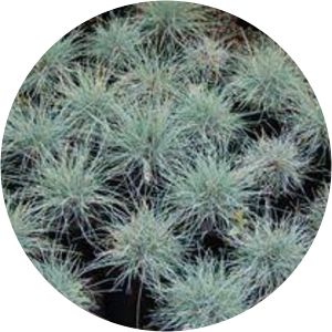 Festuca coxii - 