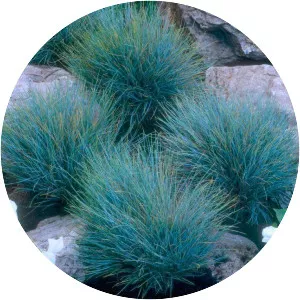 Festuca glauca