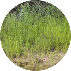 Festuca octoflora