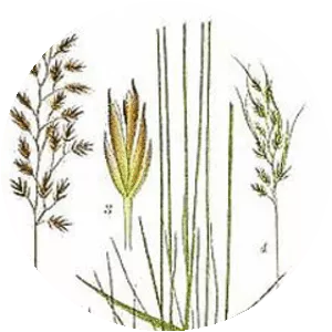 Festuca ovina - Plants