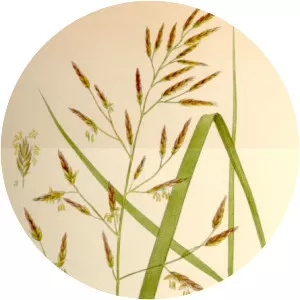 Festuca pratensis - Plants