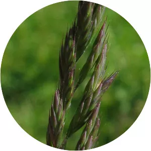 Festuca rubra (Kırmızı Yumak)