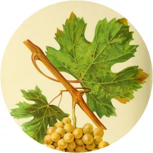 Fetească albă (Fetească Albă)