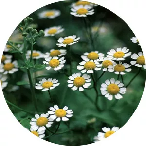 Feverfew