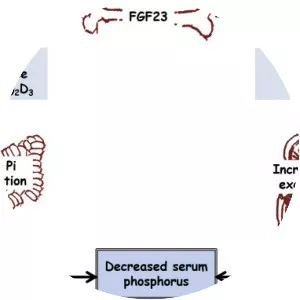 Fibroblast growth factor 23