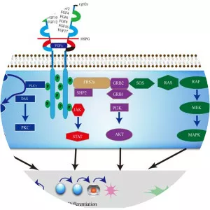 Fibroblast growth factor receptor 2 - Protein