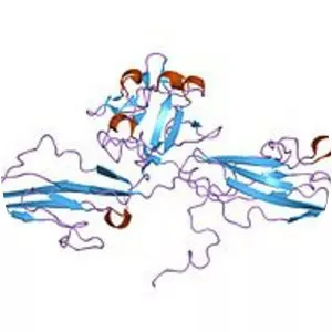 Fibroblast growth factor receptor 3 - Protein