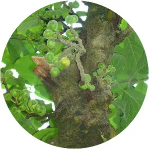 Ficus hispida - 