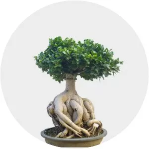 Ficus microcarpa