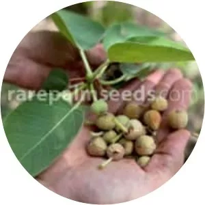 Ficus palmeri - 