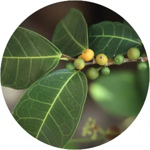 Ficus prolixa - 