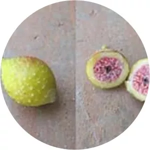 Ficus sarmentosa - Plants