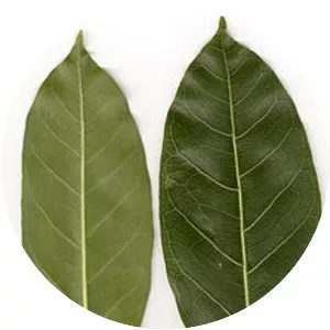 Ficus virens var. sublanceolata