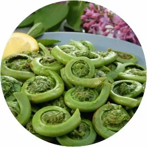 Fiddlehead fern photograph
