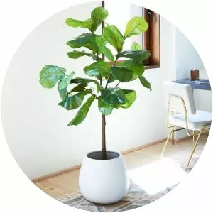 Fiddleleaf fig