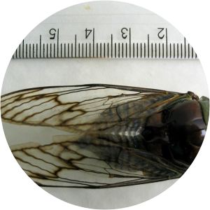 Fidicina mannifera - 