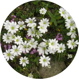 Field Chickweed - Plants