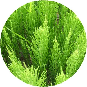 Field horsetail