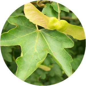 Field maple - Plants
