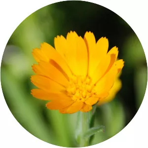 Field marigold