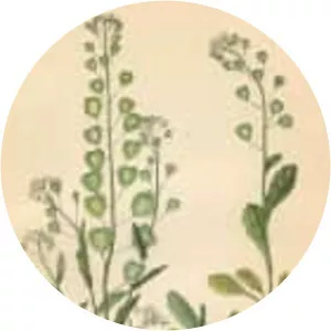 Field penny-cress