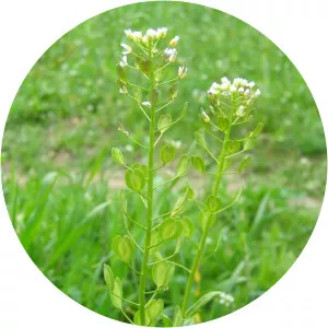 Field pennycress
