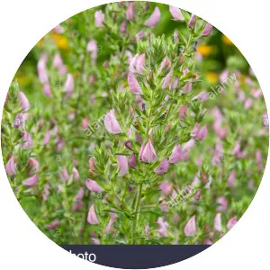 Field restharrow