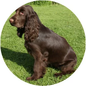 Field Spaniel